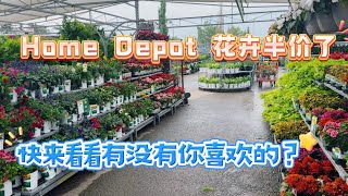 Home Depot买花的最好时机，很多漂亮的花卉都在打折。【莎拉养花】