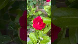 Natural beauty beyond words|| Rose  #redrose #flowers #littlesunshine