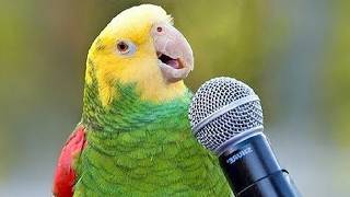 Best PARROT Talking Moments.. You won't believe😂