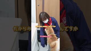 しゃべる犬。怒られて反論する豆柴フク　#犬 #しゃべる犬 #喋る犬 #かわいい #おもしろ #豆柴 #柴犬