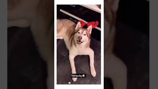 dogs saying i love you||dog lovers video||#dog#shorts#viral#trending#funny