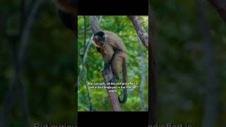 1  capuchinmonkey amazinganimals wildlife animalslifestyle foryour