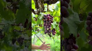 Are grapes sweet or not? 🍇 Grape Picking #FirstPerspective #Immersive Experience