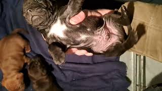 start Playfighting OBI2023 BABY PATTERDALE TERRIERS day20 bull&terriers BSL puppies pups puppy dogs