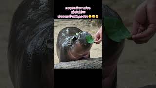 #เด้ง ทำได้ทุกอย่าง😁🤣 #หมูเด้ง #ดูหมูเด้ง #หมูเด้งหมูเด้ง #moodeng  #ฮิปโป #น้องหมูเด้ง #ムーデン #豚肉団子