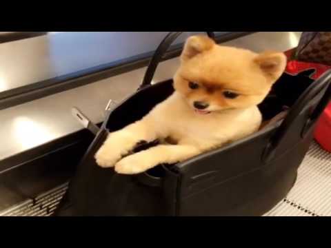 Adorable Cute Puppy in Bag Funny