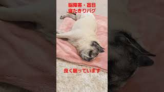 良く眠っています #認知症犬 #shorts