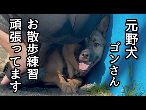 恐怖と戦いながら、元野犬のゴンさん散歩練習頑張ってくれています