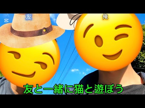 今回は友達の方と一緒に猫の皆さんと一緒に遊んでみました！猫のお遊戯ですね