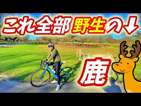 【凄すぎ】ロードバイクで挑むリッチモンド公園！野生の鹿にも出会った！【ヨーロッパ海外旅行】【ロードバイク旅】Part34