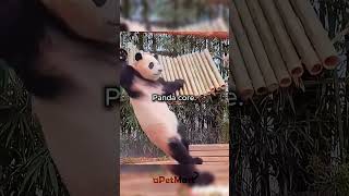 Panda Core. 😂😂 #pandas #panda #corecore #animals #funny #cats #petvideos #memes #fyp #pets #cute