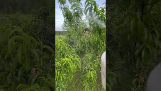 Peach Tree Spray Day #offgrid #garden #fruit #organic #fruittree #pesticides #fungicides #fungus
