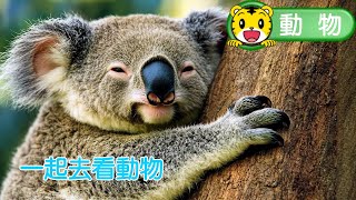 巧虎【知識小補帖】一起去看動物   #大象 #長頸鹿 #猴子 #無尾熊 #袋鼠 #花豹 #育兒 #親子生活 #動畫 #卡通
