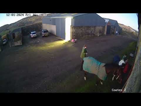 Horsing Around