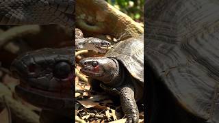 "Snake Attacks Turtle! Intense Forest Encounter Caught on Camera"#SnakeAttack #TurtleVsSnake