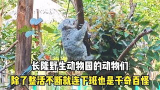 长隆野生动物园的动物们，除了整活不断就连下班也是千奇百怪  #宠物故事 #动物故事 #暖心故事