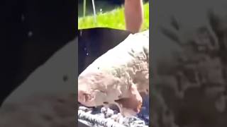 Funny fails of cat #shorts #funnyfails #instantregret #orangeman