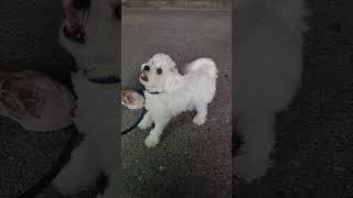 매일 마중나와주는 사랑둥이 뭉자 #bichon #강아지 #뭉자 #비숑