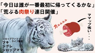 「7月18日」おかえり！シロップファミリーライブ配信