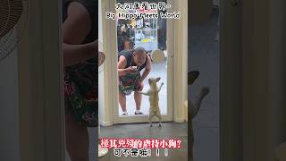 極其兇殘的虐待小狗？可不是嘛！！！Extremely cruel puppy abuse? you do not say! ! !極めて残酷な子犬虐待？あなたは言いません！ ！ ！ #動物#虐待#搞笑