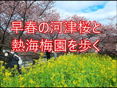 伊豆半島・満開の河津桜と熱海梅園を歩く