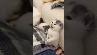 may pet #catlovers #cat #kitten