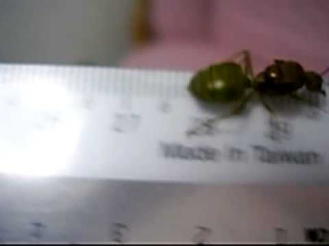 A big green ant!