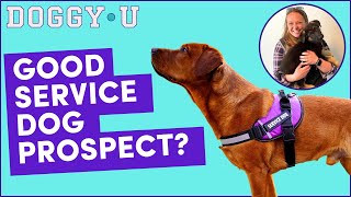 Can My Pet Dog Be A Service Dog? Assessing Service Dog Candidates
