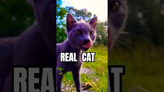 REAL CAT #catshorts #catvideos #funnyshorts #funnyvideos #crazycats #cutecats #catcrazy #catvideo