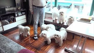 六隻比熊鬥西摩 煉狗術師Eric Ko化解八年恩怨 - (寵物狗救星 - 超級馴犬師 - EP07-3)