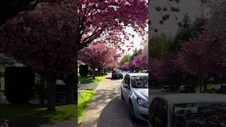 Cherry blossoms 🌸