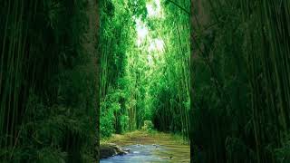 #动态壁纸 #治愈系風景 #竹林