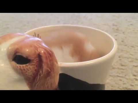 Cute hamster sitting in cup! | Fluffy the Syrian Hamster