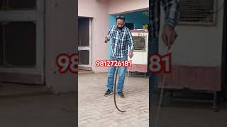 गांव के एक घर में घुसा कोबरा, किया रेस्क्यू #snake #cobra #animal #wildlife #snakevideo
