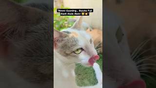 “Rimmi Watch Mode Mein… Aur Bacchon Ne Kar Di Masti Ki Baarish! 😸🌿”funny kitten moments | observing.