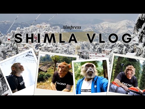 Monkey SHIMLA VLOG | Almpress