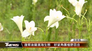 復育後龍濱海生態  好望角廣植野百合│T-NEWS聯播網
