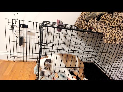 BRB, PLEASE WATCH MY DOG FOR ME!