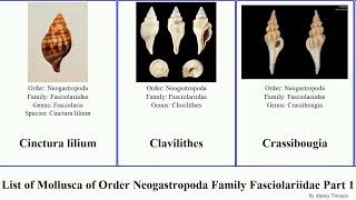 List of Mollusca of Order Neogastropoda Family Fasciolariidae Part 1 fusinus amiantofusus forceps