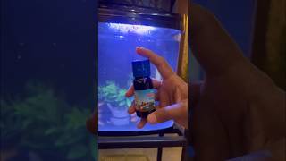Aquarium Setup at Home #easysetup #forbeginners #ytshorts #aquarium