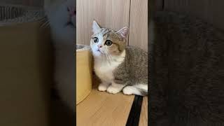The Cat's Beautiful Eyeliner