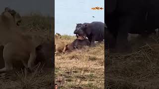 Lions attack on hippo #wildlife #animals #natgeowild @NatGeo