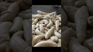 Seitan (Wheat Gluten) Mass Production / Food Factory #Shorts