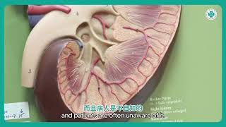 沒高血壓、沒糖尿病，卻發現腎功能只剩一半？！│內科部腎臟科/毒物醫學部臨床毒物科 鍾牧圻醫師