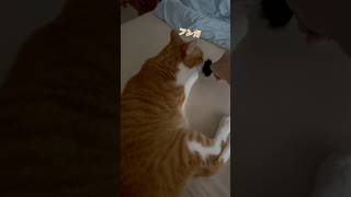 ウチのニャラームが壊れたようにうるさい...泣