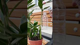 Plant self watering system 💧 #plants #water #system