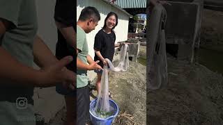 想吃蝦自己扒一次成功難道台灣也有森川葵我稱你為宇智波芯#宇智波芯