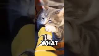 #catshorts #feline #angrycats #cutecat #peace #2024cats