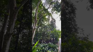 Adopt the pace of nature #shorts #nature #travelvlog #singapore #botanicgarden #naturewalk