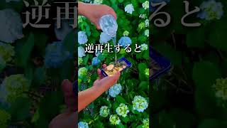 【簡単】スマホで出来るワンカット動画の撮り方（撮影者:Hiro）#shorts #iphone #iphone撮影 #講座 #rkphoto